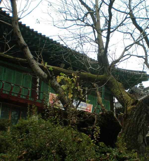 광덕사 백만불정